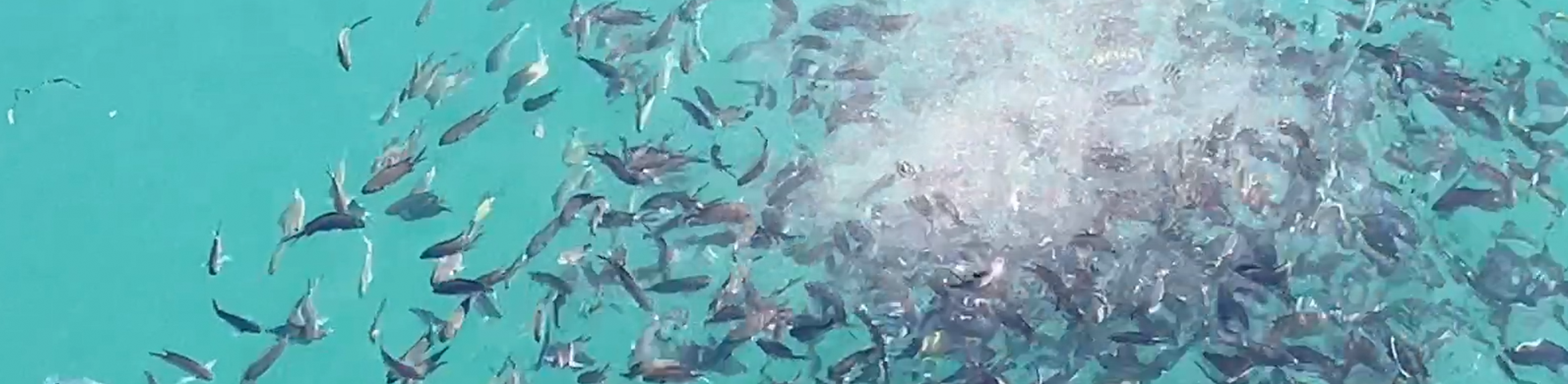 撒き餌に群がるエサ取り