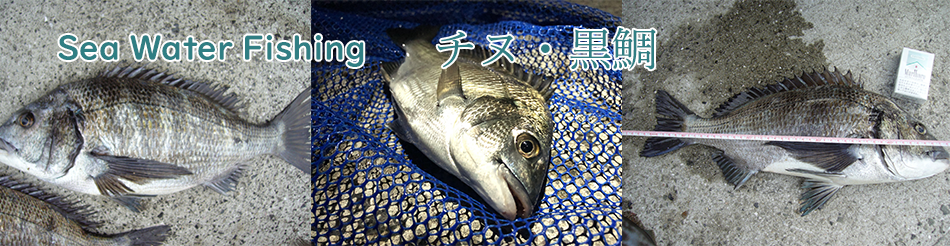 チヌの釣り方