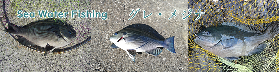 グレ・メジナの釣り方