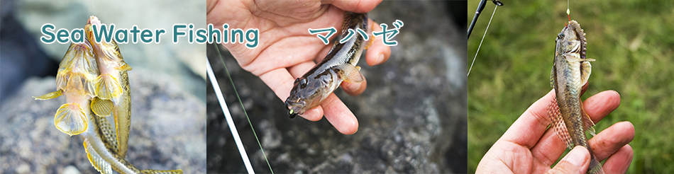 マハゼの釣り方