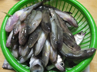 ハゼの投げ釣り釣果