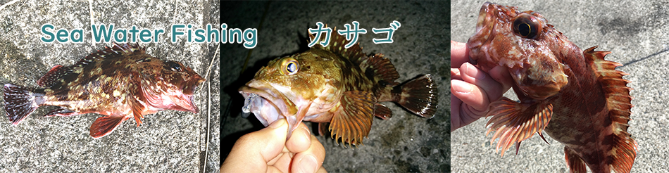 カサゴの釣り方