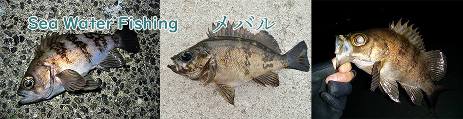 メバルの釣り方