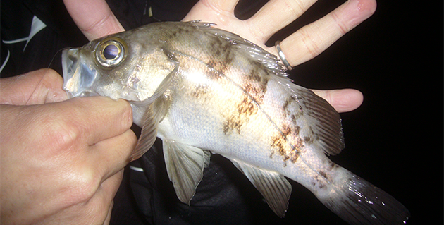 冬メバリングで釣れたメバル